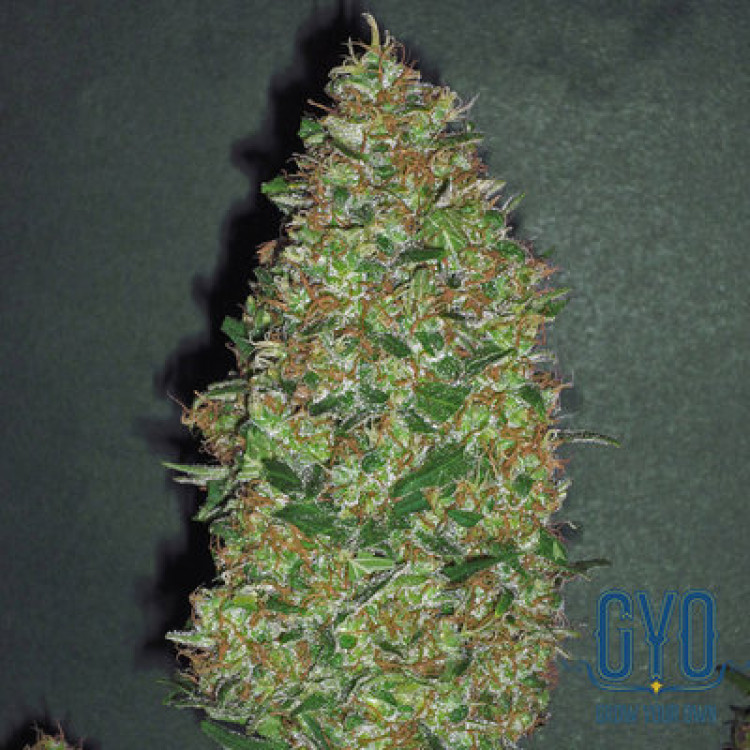 00 Seeds Chocolate Skunk Feminised Weed Seeds