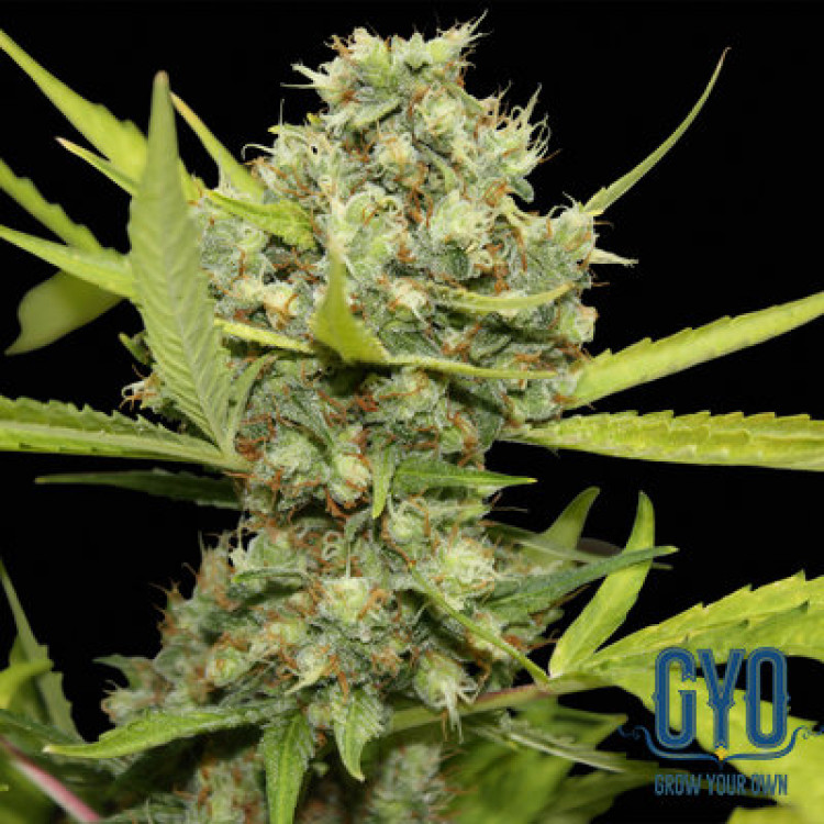 Barney's Farm Pineapple Chunk Weeds Seeds