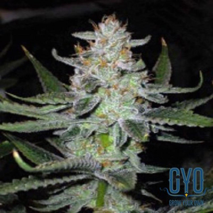 Connoisseur Genetics UK Chem Regular Weed Seeds