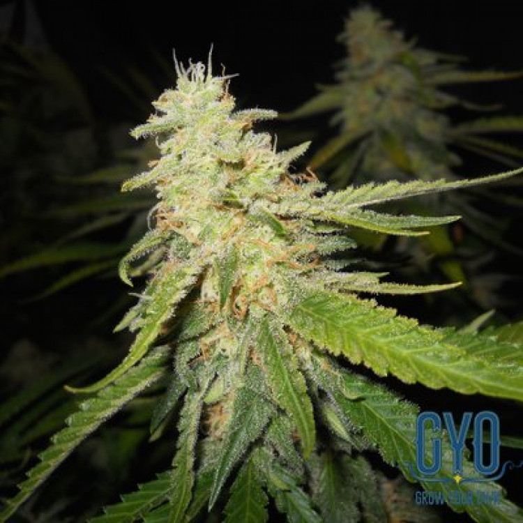 Delicious Seeds Sugar Black Rose F1 Rapid Feminised Weed Seeds