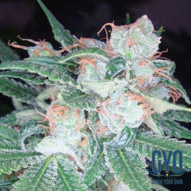 DNA Genetics Sleestack Feminised Weed Seeds