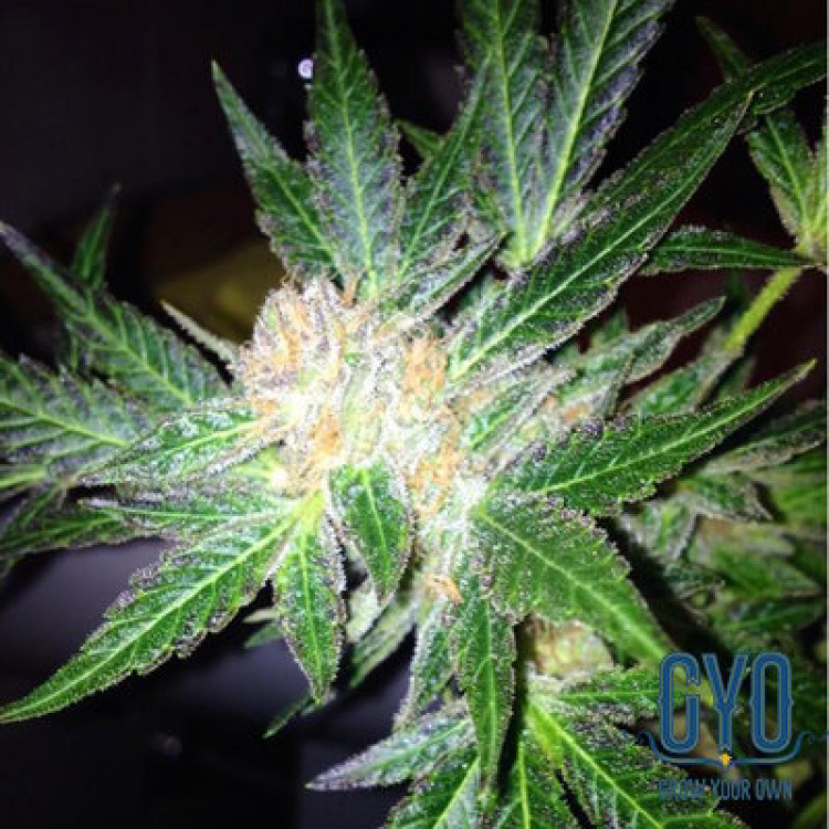 GYO Seeds Lavender Feminised Cannabis Seeds