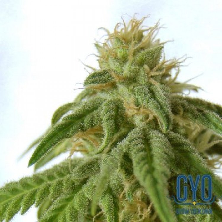 Kannabia Seeds Afrodite Feminised Weed Seeds