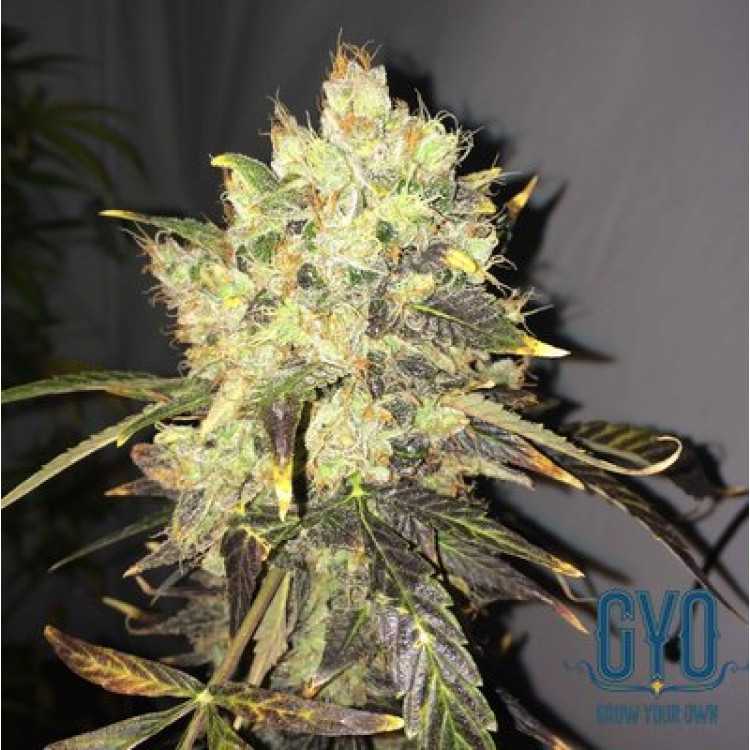 Nirvana Supreme CBD Durban Feminised Weeds Seeds