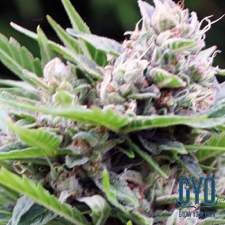 Vision Seeds Bona Dea Feminised Cannabis Seeds