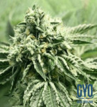 Rollex OG Kush