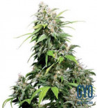 California Indica