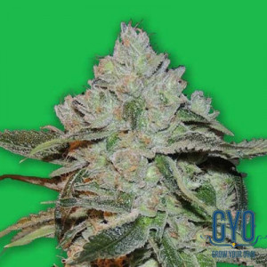 Bomb Seeds Atomic Bomb Feminised Weed Seeds