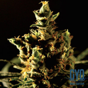 Bulldog Seeds Bulldog Haze Feminised Weed Seeds