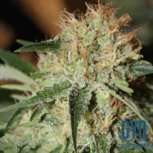 Connoisseur Genetics Strawberries and Cream Feminised Weed Seeds