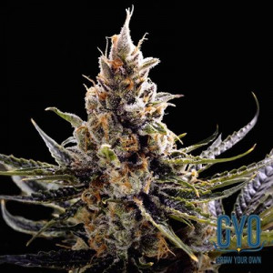 DNA Genetics 24K Gold Feminised Weed Seeds