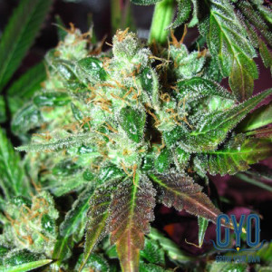 Dutch Passion Orange Bud Regular Weed Seeds