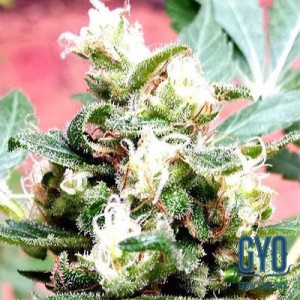 GYO Seeds Critical Mass Feminised Cannabis Seeds