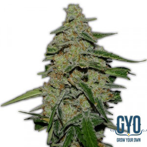 Heavyweight Seeds Lemon Cake Feminised Cannabis Seeds