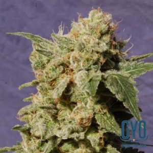 Kannabia Seeds BCN Diesel Feminised Weed Seeds