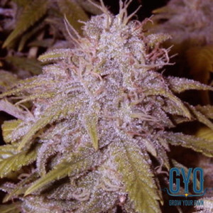 Sensi Seeds Mothers Finest Regular Cannabis Seeds