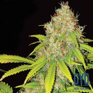 Vision Seeds Chocoloco Feminised Cannabis Seeds
