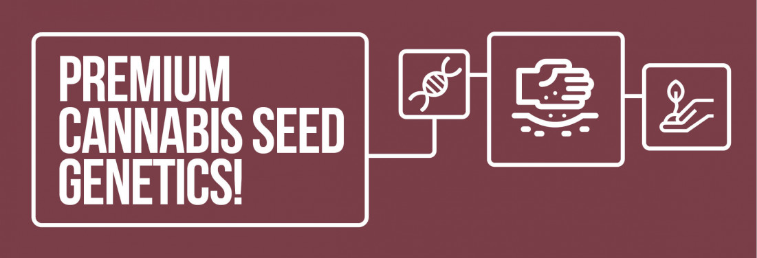 Premium Cannabis Seed Genetics from GYO Seedbank
