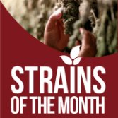 Cannabis Seed Strains of the Month | from GYO Seedbank
